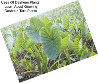 Uses Of Dasheen Plants: Learn About Growing Dasheen Taro Plants