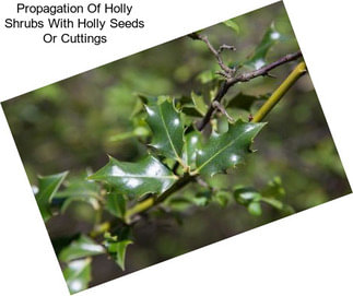 Propagation Of Holly Shrubs With Holly Seeds Or Cuttings