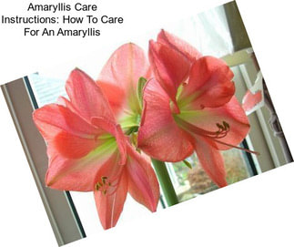 Amaryllis Care Instructions: How To Care For An Amaryllis