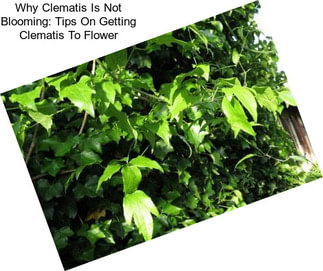 Why Clematis Is Not Blooming: Tips On Getting Clematis To Flower