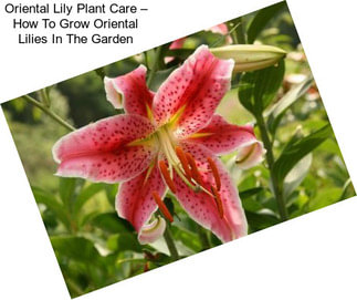 Oriental Lily Plant Care – How To Grow Oriental Lilies In The Garden