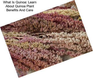 What Is Quinoa: Learn About Quinoa Plant Benefits And Care