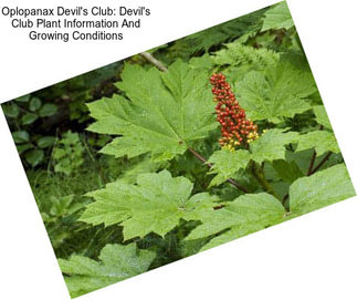 Oplopanax Devil\'s Club: Devil\'s Club Plant Information And Growing Conditions