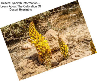 Desert Hyacinth Information – Learn About The Cultivation Of Desert Hyacinths