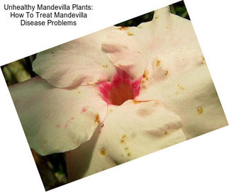 Unhealthy Mandevilla Plants: How To Treat Mandevilla Disease Problems