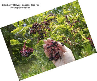 Elderberry Harvest Season: Tips For Picking Elderberries