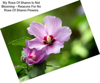 My Rose Of Sharon Is Not Blooming – Reasons For No Rose Of Sharon Flowers