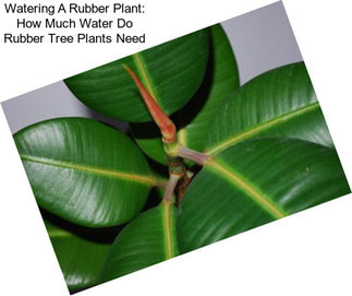 Watering A Rubber Plant: How Much Water Do Rubber Tree Plants Need