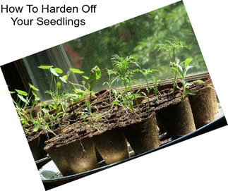 How To Harden Off Your Seedlings