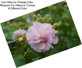Can Hibiscus Change Color: Reasons For Hibiscus Turning A Different Color