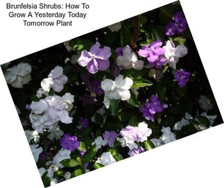 Brunfelsia Shrubs: How To Grow A Yesterday Today Tomorrow Plant