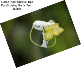 Garlic Plant Bulbils: Tips For Growing Garlic From Bulbils