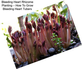 Bleeding Heart Rhizome Planting – How To Grow Bleeding Heart Tubers