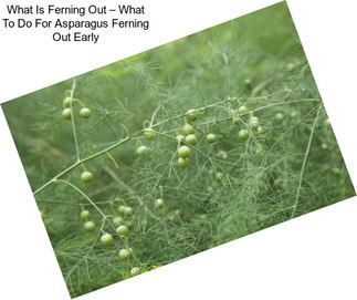 What Is Ferning Out – What To Do For Asparagus Ferning Out Early