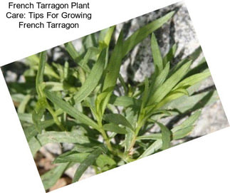 French Tarragon Plant Care: Tips For Growing French Tarragon