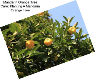 Mandarin Orange Tree Care: Planting A Mandarin Orange Tree