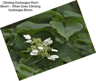 Climbing Hydrangea Won\'t Bloom – When Does Climbing Hydrangea Bloom