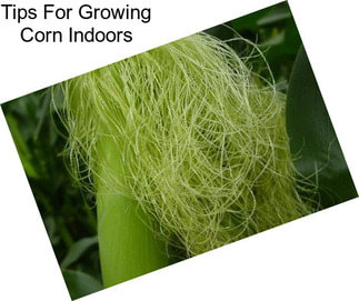 Tips For Growing Corn Indoors