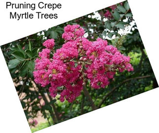 Pruning Crepe Myrtle Trees