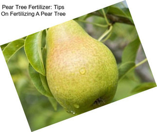Pear Tree Fertilizer: Tips On Fertilizing A Pear Tree
