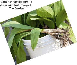 Uses For Ramps: How To Grow Wild Leek Ramps In The Garden