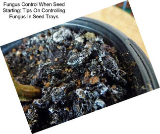 Fungus Control When Seed Starting: Tips On Controlling Fungus In Seed Trays