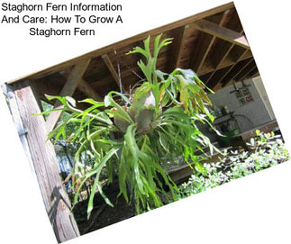 Staghorn Fern Information And Care: How To Grow A Staghorn Fern