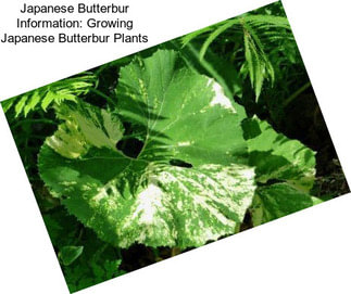 Japanese Butterbur Information: Growing Japanese Butterbur Plants
