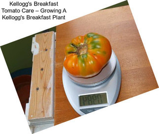 Kellogg\'s Breakfast Tomato Care – Growing A Kellogg\'s Breakfast Plant