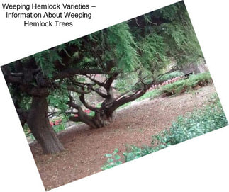 Weeping Hemlock Varieties – Information About Weeping Hemlock Trees