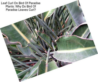 Leaf Curl On Bird Of Paradise Plants: Why Do Bird Of Paradise Leaves Curl?