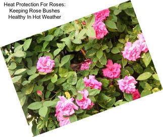 Heat Protection For Roses: Keeping Rose Bushes Healthy In Hot Weather