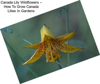 Canada Lily Wildflowers – How To Grow Canada Lilies In Gardens