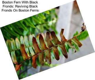 Boston Fern With Black Fronds: Reviving Black Fronds On Boston Ferns