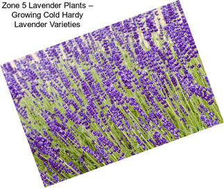Zone 5 Lavender Plants – Growing Cold Hardy Lavender Varieties
