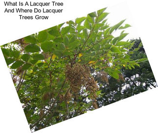 What Is A Lacquer Tree And Where Do Lacquer Trees Grow