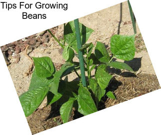 Tips For Growing Beans