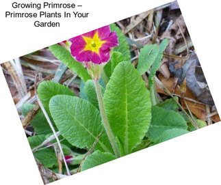 Growing Primrose – Primrose Plants In Your Garden