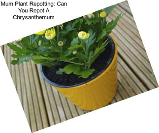 Mum Plant Repotting: Can You Repot A Chrysanthemum