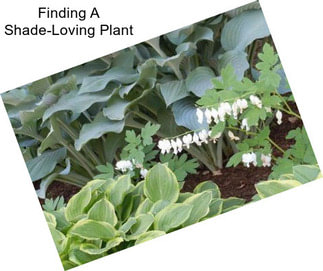 Finding A Shade-Loving Plant