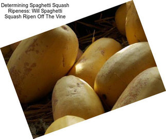 Determining Spaghetti Squash Ripeness: Will Spaghetti Squash Ripen Off The Vine