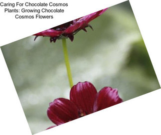 Caring For Chocolate Cosmos Plants: Growing Chocolate Cosmos Flowers