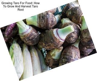 Growing Taro For Food: How To Grow And Harvest Taro Root