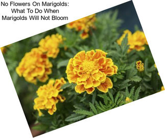 No Flowers On Marigolds: What To Do When Marigolds Will Not Bloom