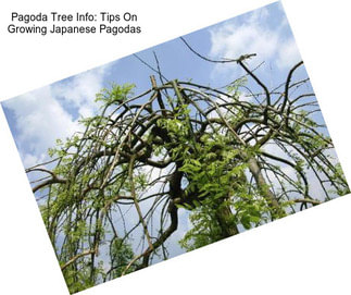 Pagoda Tree Info: Tips On Growing Japanese Pagodas