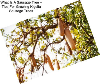 What Is A Sausage Tree – Tips For Growing Kigelia Sausage Trees