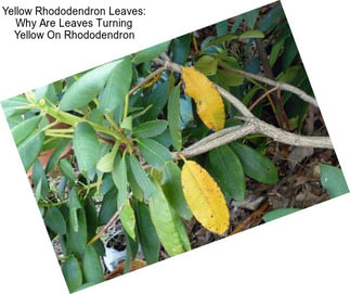 Yellow Rhododendron Leaves: Why Are Leaves Turning Yellow On Rhododendron