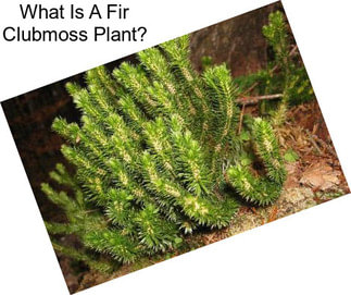 What Is A Fir Clubmoss Plant?