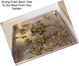 Drying Fresh Basil: How To Dry Basil From Your Garden
