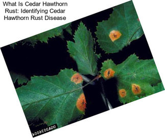 What Is Cedar Hawthorn Rust: Identifying Cedar Hawthorn Rust Disease